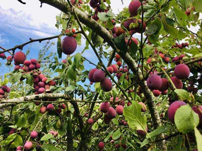 ripe plums on branch Honey Essex