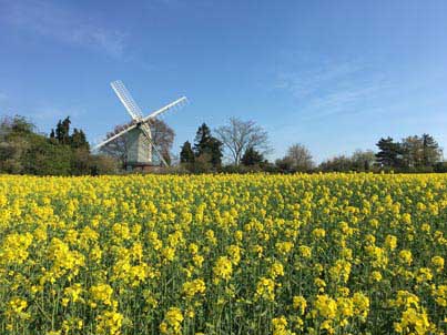 Bocking Windmill Essex and yellow Oil seed rape field honey