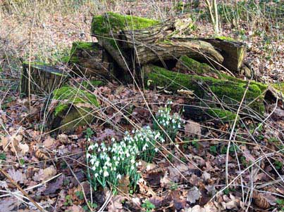 Snowdrops in woods