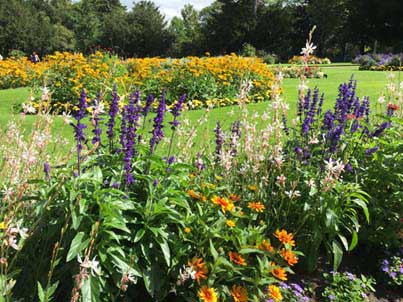 Public Gardens at Bury St Edmunds Summer Flowers 