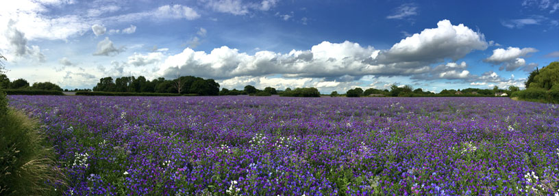  View of Borage Fields Copford Essex UK