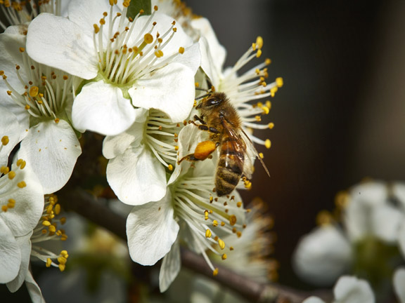 worker honey bee colecting pollen and nectar 